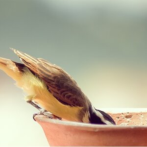 Vogelbaden & drinkschalen