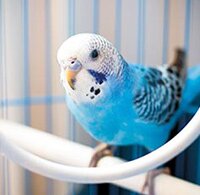 Vogels