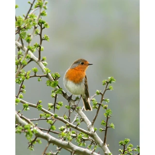 Vogelvoederlijstje Roodborst Struik - 34x41 cm - afbeelding 2