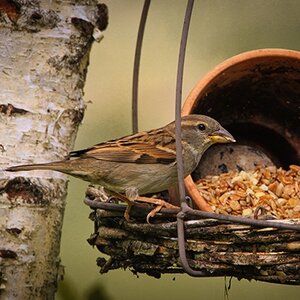 Vogelvoer