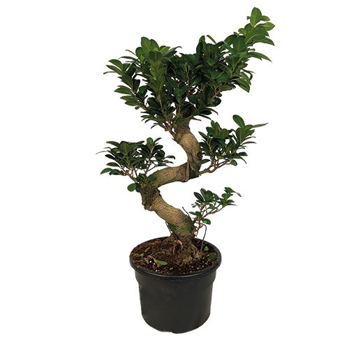 Ficus Ginseng - Ø23 x h70 cm
