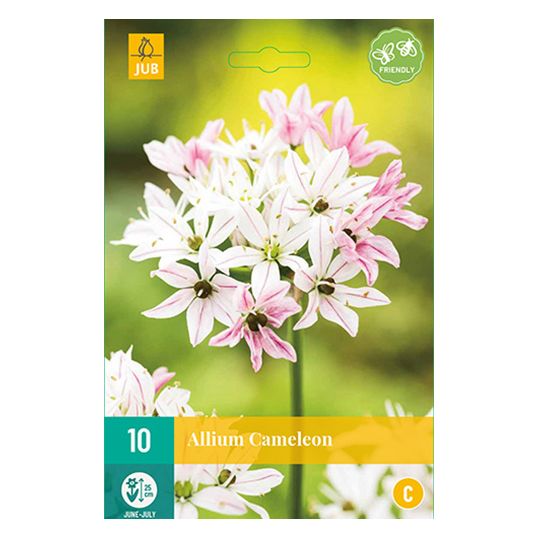 Allium Cameleon - 10 st.