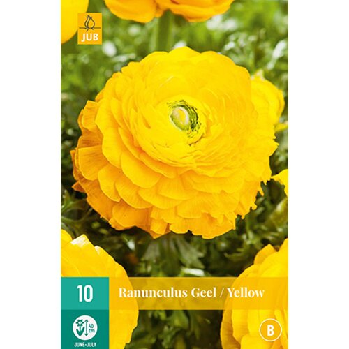 Ranunculus geel - 10 st.