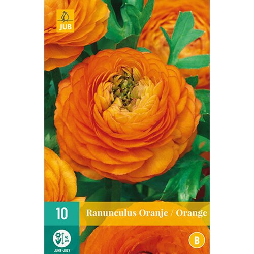 Ranunculus oranje - 10 st.