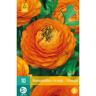 Ranunculus oranje - 10 st.