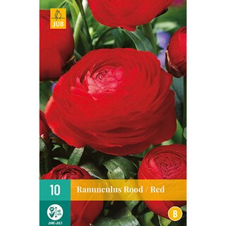 Ranunculus rood - 10 st.