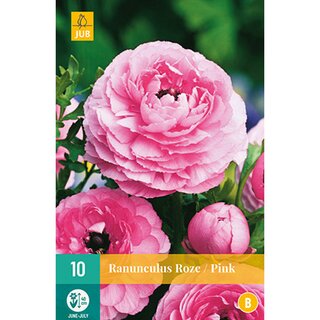 Ranunculus roze - 10 st.