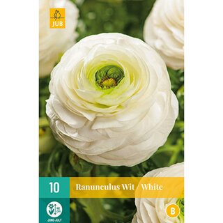Ranunculus wit - 10 st.