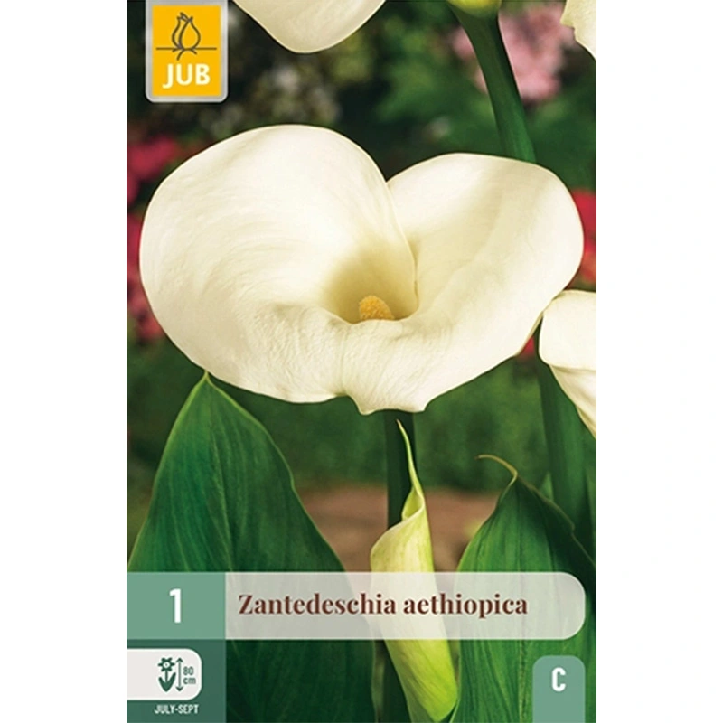 JUB Holland Zantedeschia Aethiopica - 1 st.