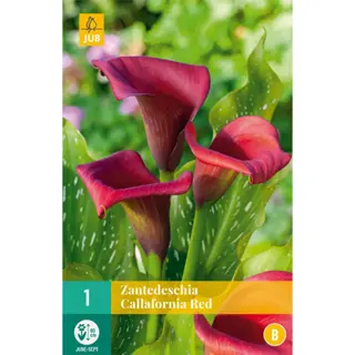 JUB Holland Zantedeschia Callafornia Red - 1 st. | Tuincentrum De Boet