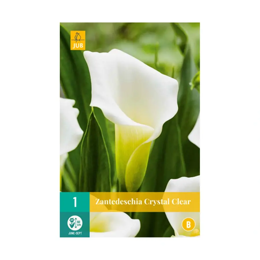 JUB Zantedeschia Crystal Clear - 1 st.