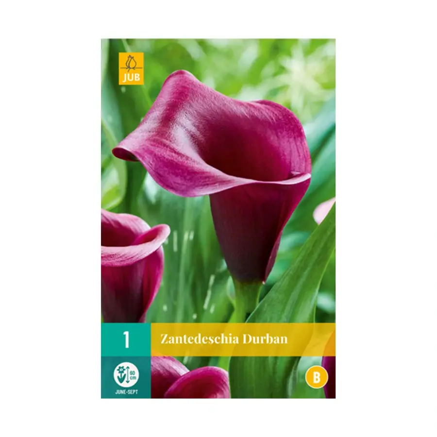 JUB Zantedeschia Durban - 1 st.