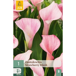 JUB Holland Zantedeschia Strawberry Blush - 1 st. | De Boet